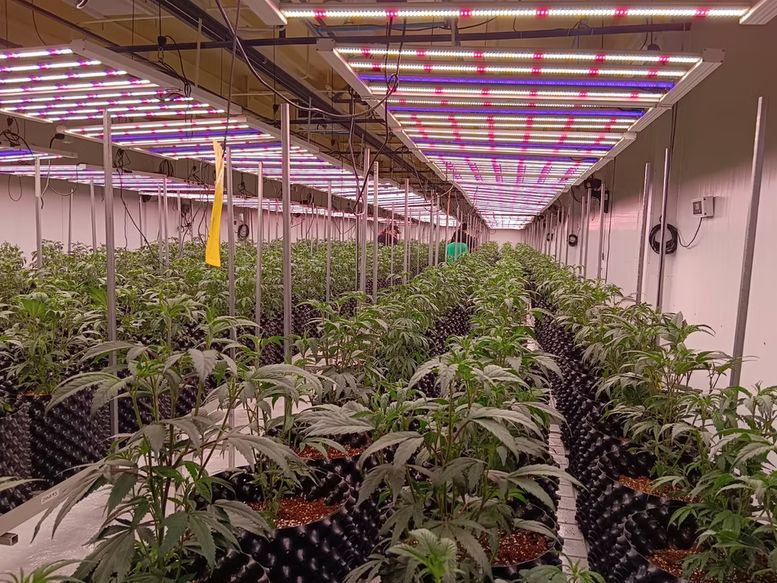 Indoor flowering room with rows of plants under grow lights