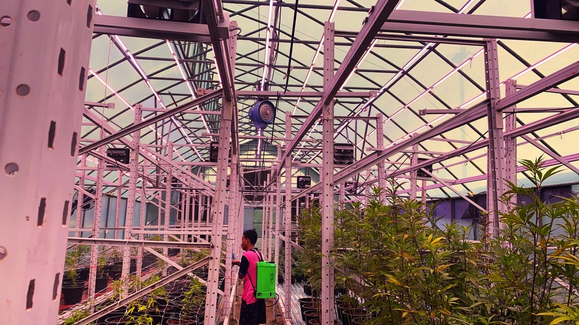 Greenhouse cultivation under a pink-lit frame